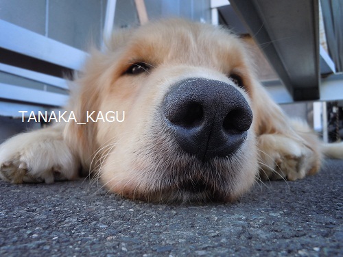 今週のルーカス。