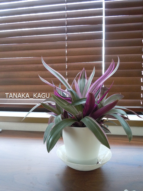 木の家具、と観葉植物-M邸のご紹介6。