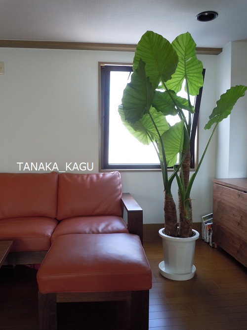 木の家具、と観葉植物-M邸のご紹介6。