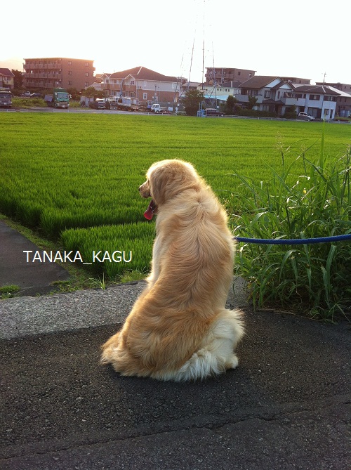 今週のルーカス。