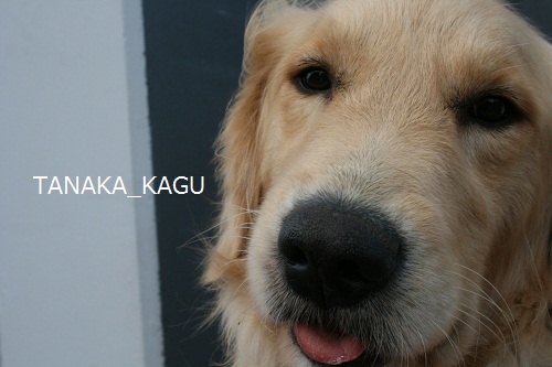 番犬!?ルーカス。