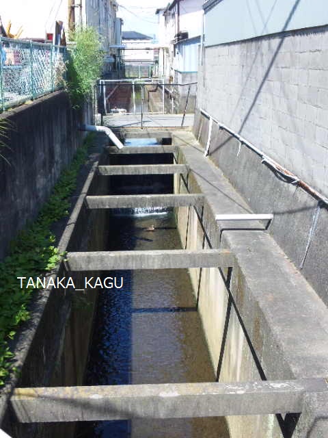 川からのお客さま。