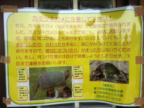 カミツキガメにご注意ください カミツキガメにご注意ください