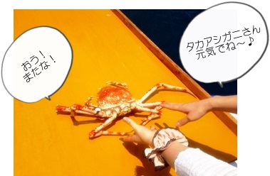 タカアシガニさん元気でね~ヾ(●⌒∇⌒●)ノ