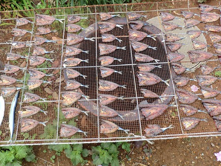 三津で釣り