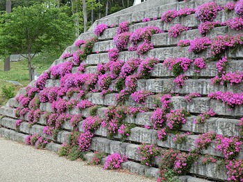 芝桜が満開