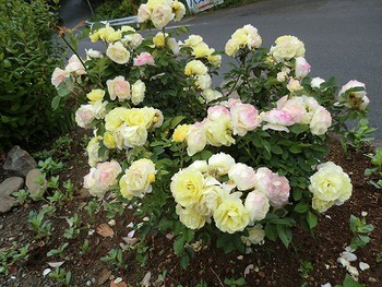 バラの花満開