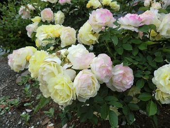 バラの花満開