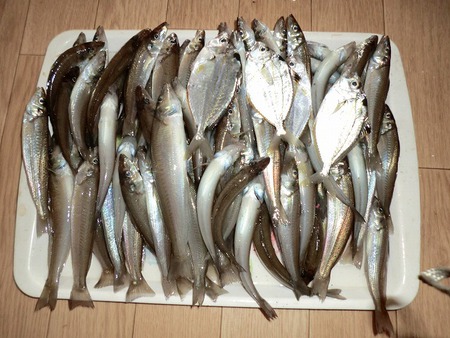 キス釣り キス釣り