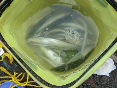 三津で釣り