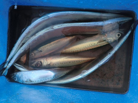 三津で釣り