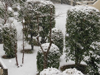 立春の雪