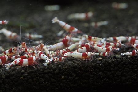レッドビーシュリンプ 最も重要な難題 バクテリア(微生物)について ②遺伝子のプログラム