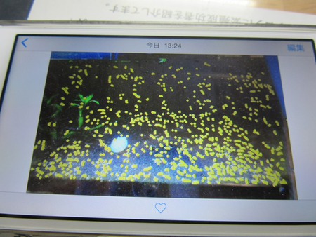 レッドビーシュリンプの数え方 レッドビーシュリンプの数え方