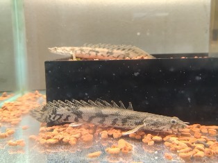 エビを持って来てくれたお客様 みさたけさん エビを持って来てくれたお客様 みさたけさん