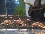 エビを持って来てくれたお客様 Keiさん エビを持って来てくれたお客様 Keiさん
