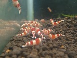 福島県より、エビを送ってくれたお客様 三春Beeさん 福島県より、エビを送ってくれたお客様 三春Beeさん