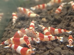 福島県より、エビを送ってくれたお客様 三春Beeさん 福島県より、エビを送ってくれたお客様 三春Beeさん