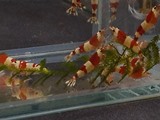 福島県より、エビを送ってくれたお客様 三春Beeさん 福島県より、エビを送ってくれたお客様 三春Beeさん