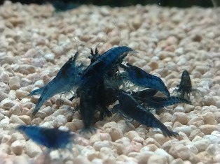 エビを持って来てくれたお客様 鈴敏シュリンプさん エビを持って来てくれたお客様 鈴敏シュリンプさん