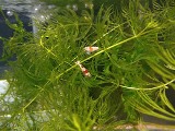 エビを持って来てくれたお客様 Keiさん エビを持って来てくれたお客様 Keiさん