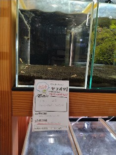 ヤフオク! 出品中ファンシータイガーシュリンプ 終了日時→1月26日(金)21時51分 ヤフオク! 出品中ファンシータイガーシュリンプ 終了日時→1月26日(金)21時51分