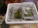 エビを持って来てくれたお客様 甲駿えびさん エビを持って来てくれたお客様 甲駿えびさん