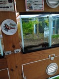 エビを持って来てくれたお客様 甲駿えびさん エビを持って来てくれたお客様 甲駿えびさん