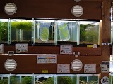 エビを持って来てくれたお客様 三春Beeさん エビを持って来てくれたお客様 三春Beeさん