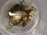 エビを持って来てくれたお客様 鈴敏シュリンプさん エビを持って来てくれたお客様 鈴敏シュリンプさん