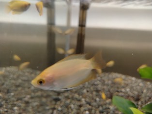 エビを持って来てくれたお客様 三春Beeさん エビを持って来てくれたお客様 三春Beeさん