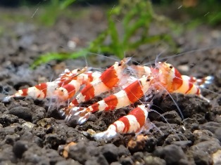 エビを持って来てくれたお客様 石まろさん エビを持って来てくれたお客様 石まろさん