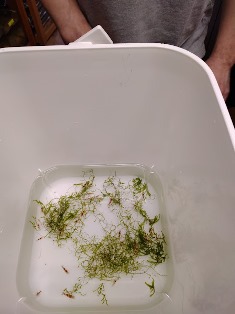 エビを持って来てくれたお客様 アトリエHiroさん エビを持って来てくれたお客様 アトリエHiroさん
