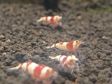 エビを持って来てくれたお客様 三春Beeさん エビを持って来てくれたお客様 三春Beeさん
