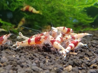 エビを持って来てくれたお客様 みさたけさん エビを持って来てくれたお客様 みさたけさん