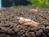 エビを持って来てくれたお客様 ノラさん エビを持って来てくれたお客様 ノラさん