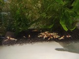 エビを持って来てくれたお客様 速水工房えびさん エビを持って来てくれたお客様 速水工房えびさん