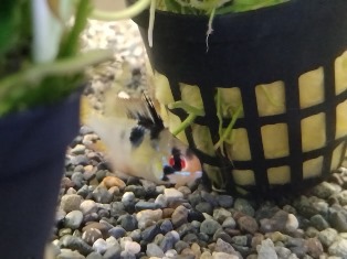 エビを持って来てくれたお客様 速水工房えびさん エビを持って来てくれたお客様 速水工房えびさん