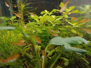 エビを持って来てくれたお客様 けーすけえびさん エビを持って来てくれたお客様 けーすけえびさん