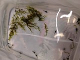 エビを持って来てくれたお客様 ノラさん エビを持って来てくれたお客様 ノラさん