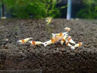 エビを持って来てくれたお客様 まあこさん エビを持って来てくれたお客様 まあこさん