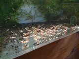 エビを持って来てくれたお客様 Keiさん エビを持って来てくれたお客様 Keiさん