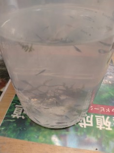 エビを持って来てくれたお客様 鈴敏シュリンプさん エビを持って来てくれたお客様 鈴敏シュリンプさん