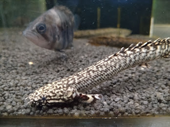 エビを持って来てくれたお客様 みさたけさん エビを持って来てくれたお客様 みさたけさん