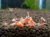 エビを持って来てくれたお客様 ノラさん エビを持って来てくれたお客様 ノラさん