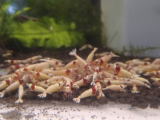 エビを持って来てくれたお客様 速水工房えびさん エビを持って来てくれたお客様 速水工房えびさん