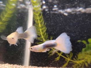 エビを持って来てくれたお客様 速水工房えびさん エビを持って来てくれたお客様 速水工房えびさん