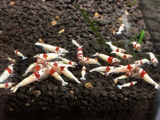エビたちを持って来てくれたお客様 速水工房えびさん エビたちを持って来てくれたお客様 速水工房えびさん