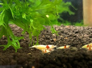 エビたちを持って来てくれたお客様 速水工房えびさん エビたちを持って来てくれたお客様 速水工房えびさん