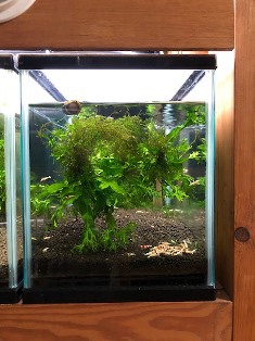 エビたちを持って来てくれたお客様 速水工房えびさん エビたちを持って来てくれたお客様 速水工房えびさん